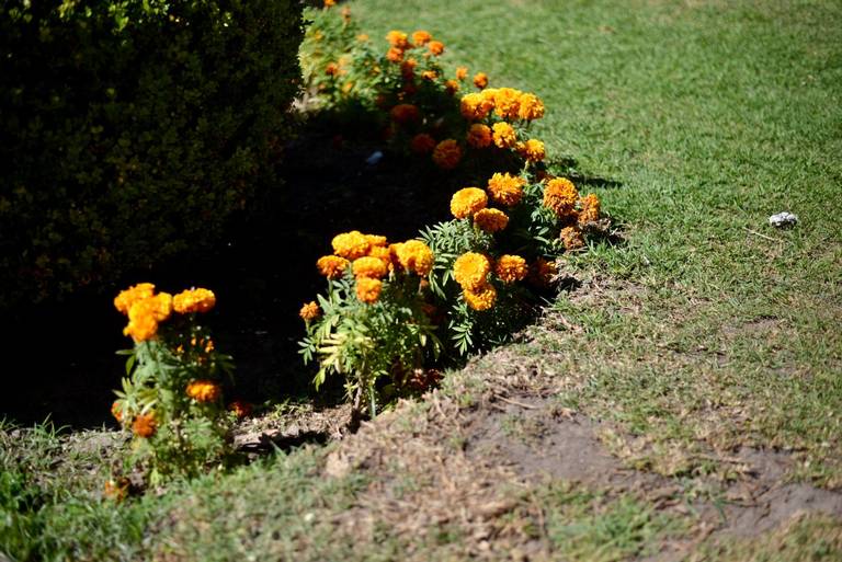 Un segundo uso a flores de Cempasúchil - El Sol de San Luis | Noticias  Locales, Policiacas, sobre México, San Luis Potosí y el Mundo