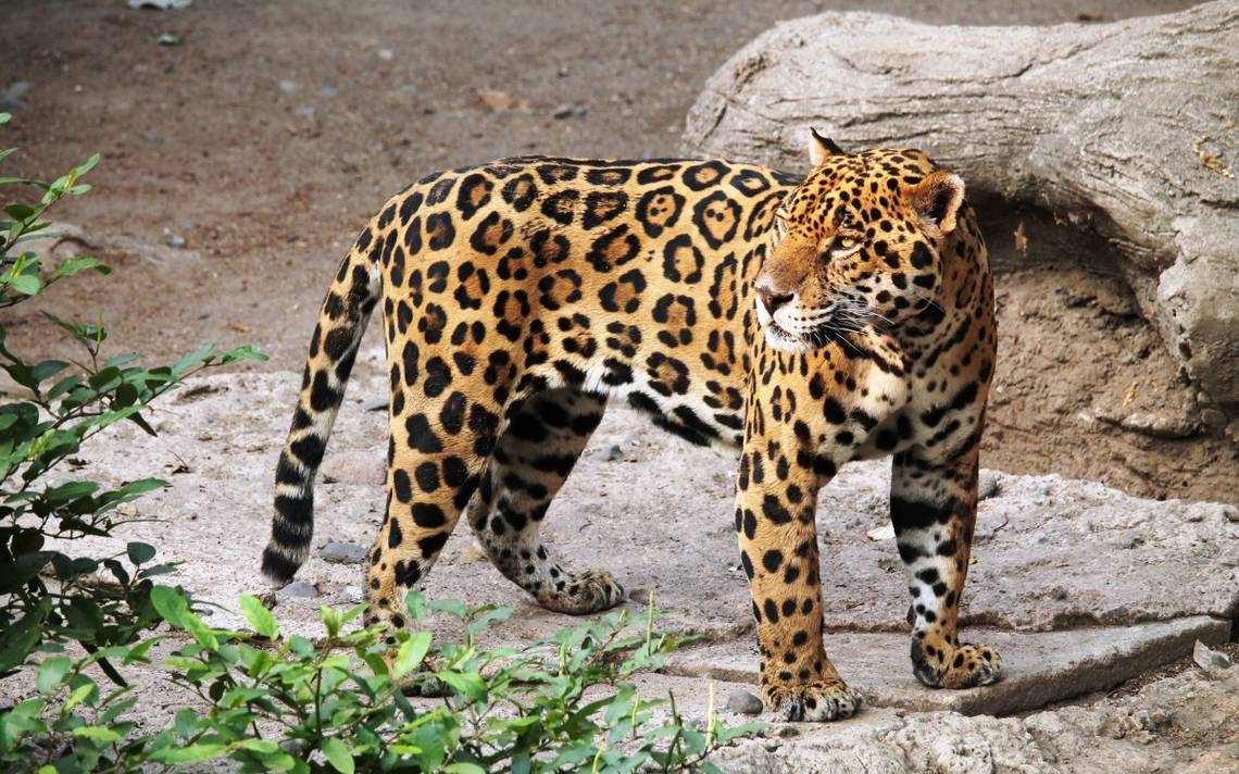 PC pide mantener la calma ante supuesta presencia de jaguar en Tanlajás – El Sol de San Luis