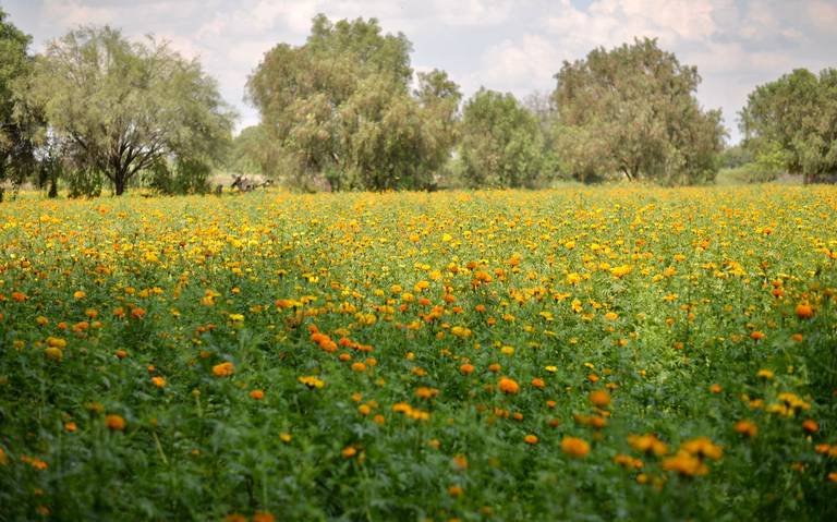Inicia la siembra de la Flor de Cempasúchil para el Xantolo o Día de  Muertos - El Sol de San Luis | Noticias Locales, Policiacas, sobre México,  San Luis Potosí y el Mundo
