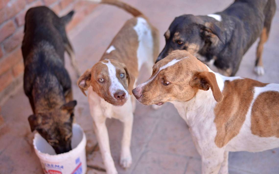 En un mes, PC de Soledad respondió a más de 30 denuncias relacionadas con perros – El Sol de San Luis